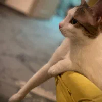 واگذاری گربه نر