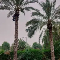قطع نخل بریدن نخل هرس نخل سمپاشی نخل|خدمات باغبانی و درختکاری|اهواز, نادری|دیوار