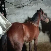 کره نریان ۲۳ ماهه