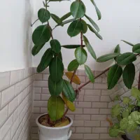 گل با گلدان|گل و گیاه طبیعی|گلپایگان, |دیوار