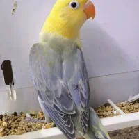 طوطی برزیلی رنگ خاص|پرنده|هندیجان, |دیوار