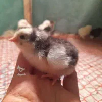 تخم مرغ گلین ریشو پنگونی و برهما لایت و برهما کوکو|حیوانات مزرعه|چالوس, |دیوار