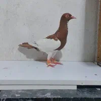 کفتر جوجه یهودی سرخ  ماده
