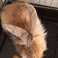 خرگوش لپ|موش و خرگوش|بهبهان, |دیوار