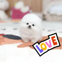 سگ جیبی|سگ|اصفهان, شاه پسند|دیوار