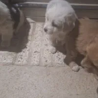 فروش کوتلو سگ نژادپامرانین سیاو اشپیتز|سگ|گلپایگان, |دیوار