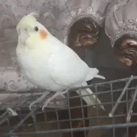 عروس هلندی نر دو ماهه و نیم دستی