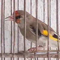 سهره و عروس مولد تعویض با سهر یا سهر قناری