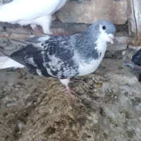 کبوتر فروشی ارزان