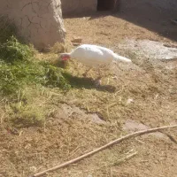 بوقلمون ماده|حیوانات مزرعه|خمک, |دیوار