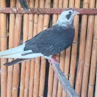 ماده افشان رنگی|پرنده|بندر ترکمن, |دیوار