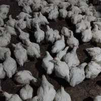 استخدام نیروی کار در مرغداری گوشتی