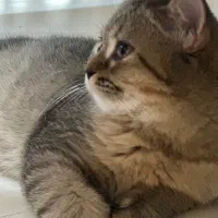 گربه بریتیش