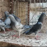 7تا جوجه آلمانی|پرنده|بیرجند, |دیوار