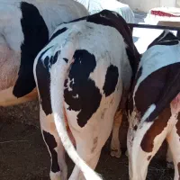 گاو.گوساله نر
