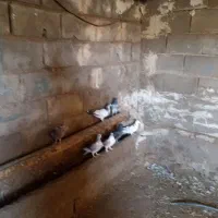 فروش  10 عدد کفتر   جفتی  300هزار تومان.|پرنده|رودشت (چهارمحال و بختیاری), |دیوار