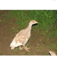 جوجه بوقلمون بوربون دوماهه