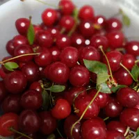 باغ میوه 1000متر با فنس کشی|فروش زمین و ملک کلنگی|گندمان, |دیوار