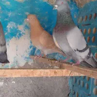 کفترپرش سنگین به شرط جوجه کشی