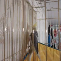 عروس هلندی زیبا|پرنده|قم, سید معصوم|دیوار