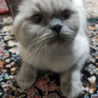 گربه بریتیش