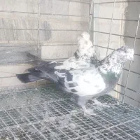 کبوتر|پرنده|اصفهان, بوستان ناژوان|دیوار