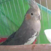 عروس هلندی جفت|پرنده|سبزوار, زینبیه|دیوار