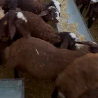 ۱۳ عدد بره ماده جنس فشندی|حیوانات مزرعه|هشتگرد, تهران دشت|دیوار