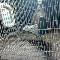 کبوتر رنگی کفتر بوم|پرنده|مشهد, مشکینی (شهرک غرب)|دیوار