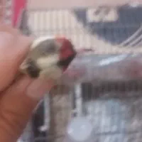 سهره داغ سر رسمی