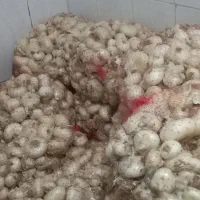 پیاز خوردن|خوردنی و آشامیدنی|زاوه, |دیوار