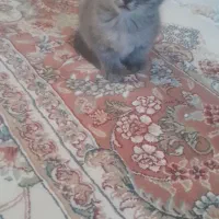 گربه|گربه|مشهد, نوید|دیوار