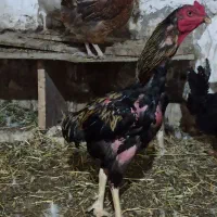 خروس لاری