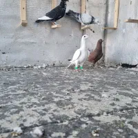 پرنده|پرنده|جغتای, |دیوار