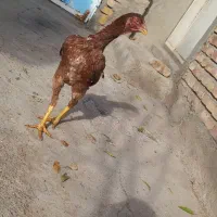 جوجه مرغ لاری