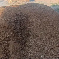 کود گاوی