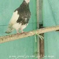 طوقی کرمانشاه|پرنده|رامیان, |دیوار