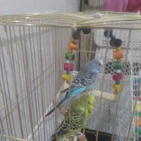 مرغ عشق انگلیسی