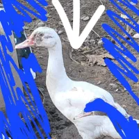 اردک ۴ ماهه اسرائیلی|حیوانات مزرعه|چالوس, |دیوار