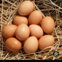 تخم مرغ محلی ونتفه دار