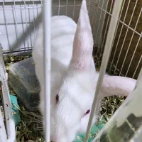 خرگوش|موش و خرگوش|تهران, تهرانپارس غربی|دیوار