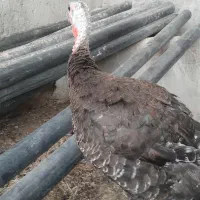 بوقلمون