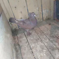 کفتر راعبی رواعب سرخ و کفتر پرشی و کاکلی سفید|پرنده|قم, بوستان علوی|دیوار