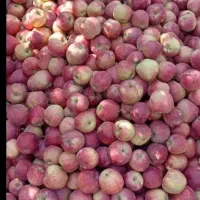 سیب قرمز لبنان