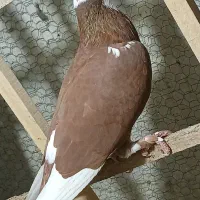 قره سرخ