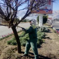 هرس درختان و نهال ها و خدمات باغبانی|خدمات باغبانی و درختکاری|فلاورجان, |دیوار