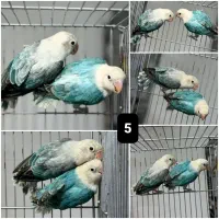 برزیلی اوپلاین|پرنده|رشت, امین الضرب|دیوار