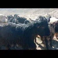 50عدد بزغاله فروشی|حیوانات مزرعه|تفتان, |دیوار