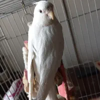 فروش عروس هلندی