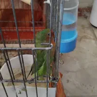 فروش کوتوله برزیلی ماده